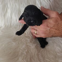Cocker Spaniel Puppies from Cockers of Country Lane