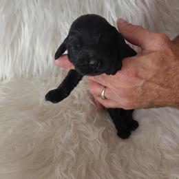 Cocker Spaniel Puppies from Cockers of Country Lane