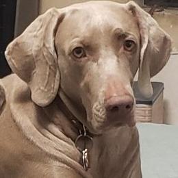 Sage - Weimaraner