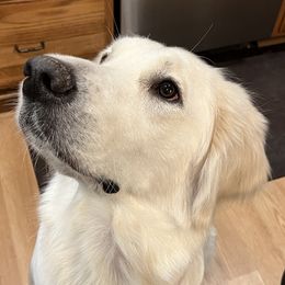 Golden Retriever Puppies from Graceful Goldens