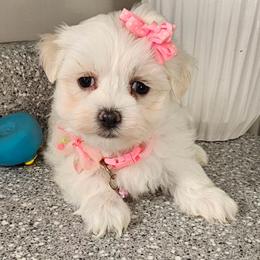Sugar - White female Maltese puppy in Utica, Ohio from Poodle Me Crazy