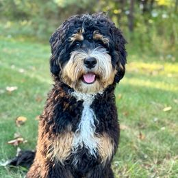 Oscar - Bernedoodle