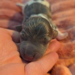 Blue and tan pie girl - Blue and tan female Dachshund puppy in West Plains, Missouri from Spring Creek Dachshunds