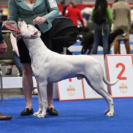 Boaz - Dogo Argentino