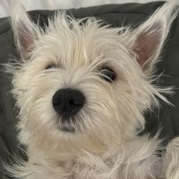 West Highland White Terrier Puppies from Westend Westies
