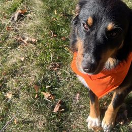 Australian Shepherds, Border Collies, and Sporty Mixes from Fika Herders