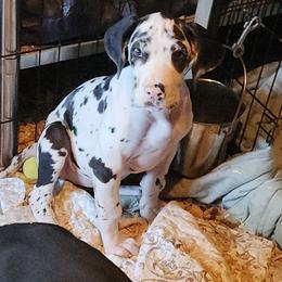 Harlequin Female 2 - Harlequin female Great Dane puppy in Gig Harbor, Washington from Lakaya Danes