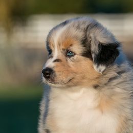 Australian Shepherd Puppies from Navarro Australian Shepherds