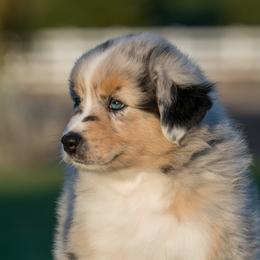 Australian Shepherd Puppies from Navarro Australian Shepherds