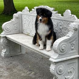 Australian Shepherds from Ruffian