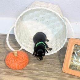 Dachshund Puppies from BooneDox Mini Dachshunds