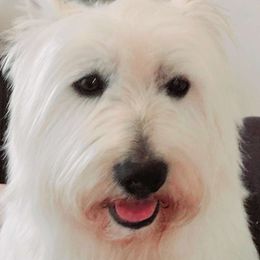 Winter - West Highland White Terrier