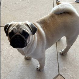 Tini - Pug