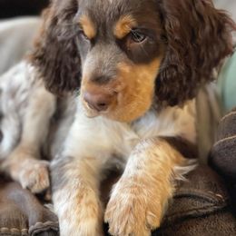 English Springer Spaniel Puppies from Sweet Southern Spaniels