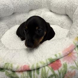 Dachshund Puppies from The Southern Sasuage Co