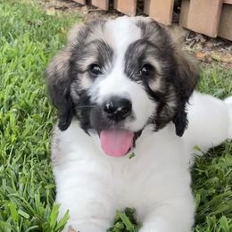 Pads - Sable Bernedoodle puppy in Brighton, Tennessee from Beaver Creek Bernedoodles