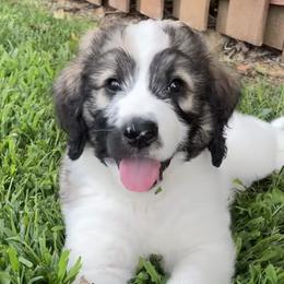 Pads - Sable Bernedoodle puppy in Brighton, Tennessee from Beaver Creek Bernedoodles