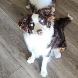 Amethyst aka Amy - Red tri-color female Miniature American Shepherd puppy in Sparks, Nevada from Kubes Mini Aussies
