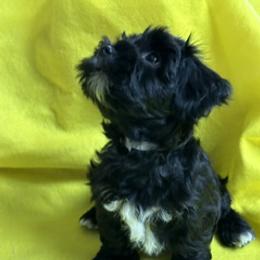 King Ferdinando (Ferdie) OF A ROYAL HAVANESE COURT - Black and white male Havanese puppy in North Richland Hills, Texas from A Royal Havanese Court