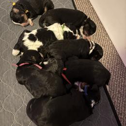 Bernedoodle puppies from Liberty Farms Puppies