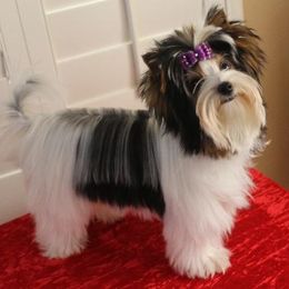 Biewer Terriers from Angelic Biewers