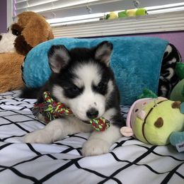 Maltese and Siberian Husky Puppies from Nyx’s Pack