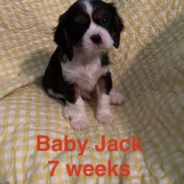 Captain Jack - Tri-color male Cavalier King Charles Spaniel puppy in Broken Arrow, Oklahoma from Cavalier King Charles Heartland