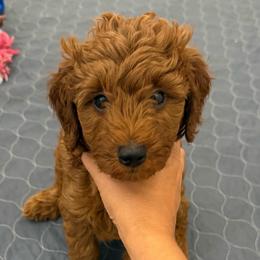 Boy 1 - Red  male Goldendoodle puppy in Godley, Texas from Godley Designer Doodles