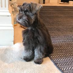 Miniature Schnauzer Puppies from Southern Magnolia Schnauzers