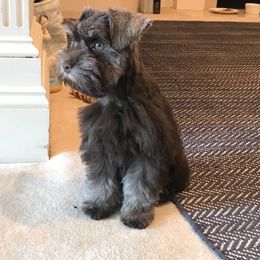 Miniature Schnauzer Puppies from Southern Magnolia Schnauzers