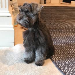 Miniature Schnauzer Puppies from Southern Magnolia Schnauzers