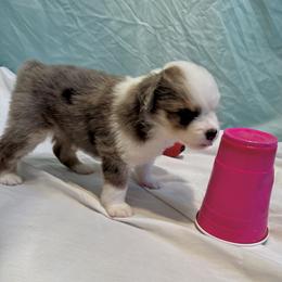 Luna - Blue merle female Miniature Australian Shepherd puppy in Molalla, Oregon from Yaw's Mini Aussies