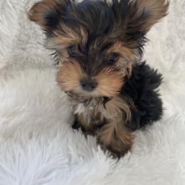 Yorkshire Terrier Puppies from Happy tail yorkies