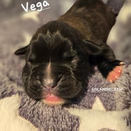 Vega - Brindle female Boxer puppy in New Stanton, Pennsylvania from GN Canine Crew