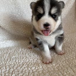 Pomsky Puppies from Sterling Pomskies