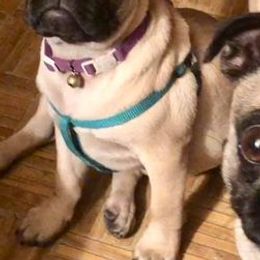 Pugs from tamispets