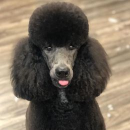 George - Poodle