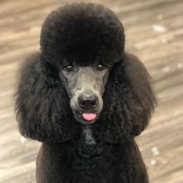George - Poodle