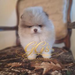 Tracker - Chocolate merle male Pomeranian puppy in Oologah, Oklahoma from GG's Pomeranians