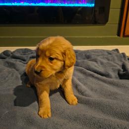 Frost (blue collar), now Milo - Dark golden male Golden Retriever puppy in Tenino, Washington from Oak River Goldens'