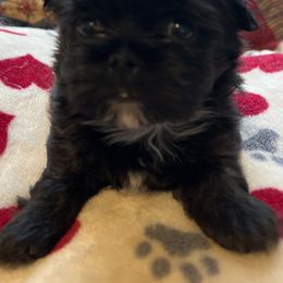 Poodle, Shihpoo, Shih Tzu, Shorkie, and Yorkipoo Puppies from Oodles of Poodles & Doodles