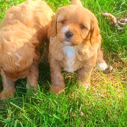 Cavalier King Charles Spaniel and Cavapoo Puppies from Sunset Valley Cavaliers