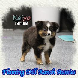 Kaiyo - Black tri female Toy Australian Shepherd puppy in Forestburg, Texas from Flaming Dill Ranch Aussies