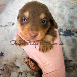 Dachshund Puppies from Shiloh Ridge Dachshunds