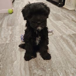 Kinta - White and black male Chinese Crested puppy in San Antonio, Texas from Charming Cresteds Kennel