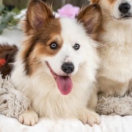 Bruce - Pembroke Welsh Corgi