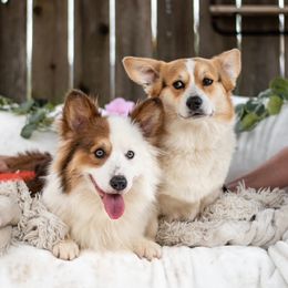 Bruce - Pembroke Welsh Corgi