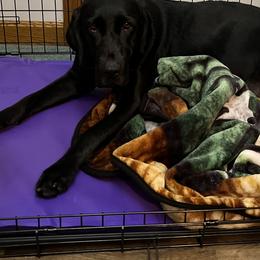 Irish Setter and Labrador Retriever Puppies from Kilkieran Kennels and Snowstorm Labradors