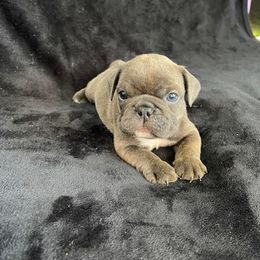 Companion Cross Puppies from BULLDOGS