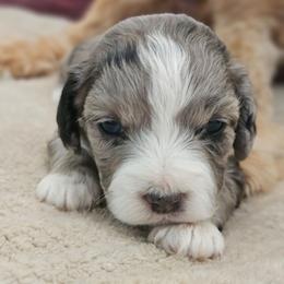 Rune - Blue merle male Aussiedoodle puppy in Tucson, Arizona from Ever After Doodles Arizona